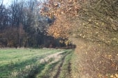 Bois de Cordelleville